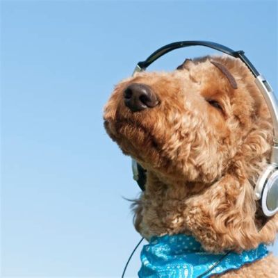 do dogs enjoy music? what about classical music?